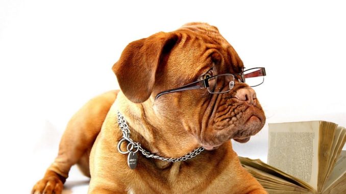 dog-734689_1280-1024x682