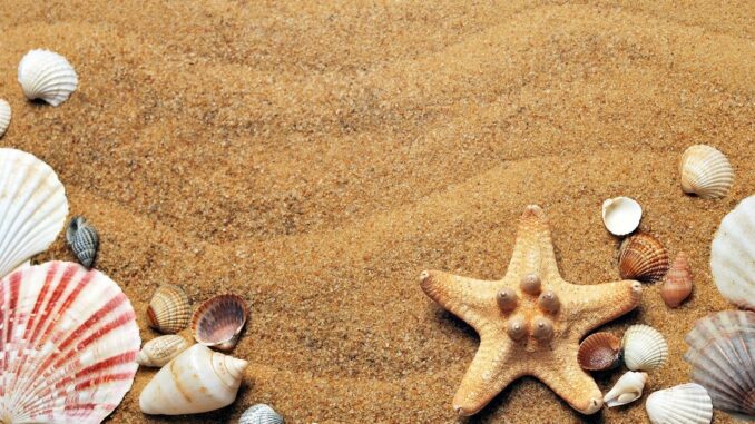 seashells-1337565_1280